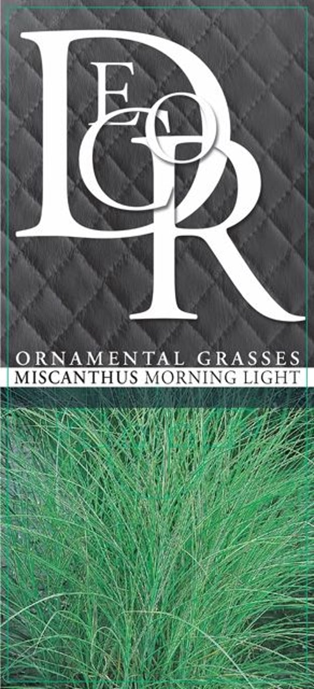 Miscanthus sin. 'Morning Light' - C2